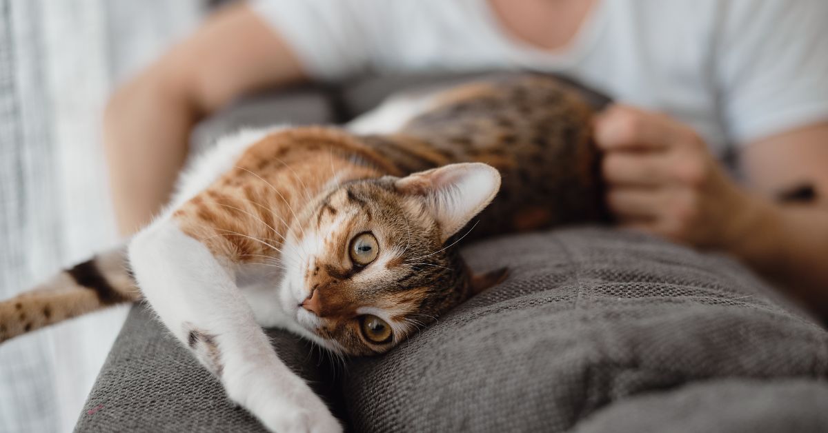 Körpersprache glückliche Katze