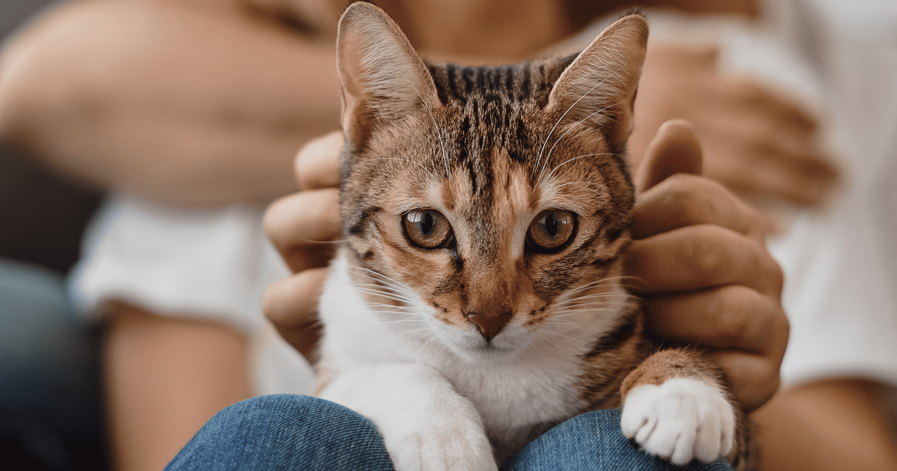 Deine Katze hat Angst vor Besuch? Der Vierbeiner erklärt, warum!