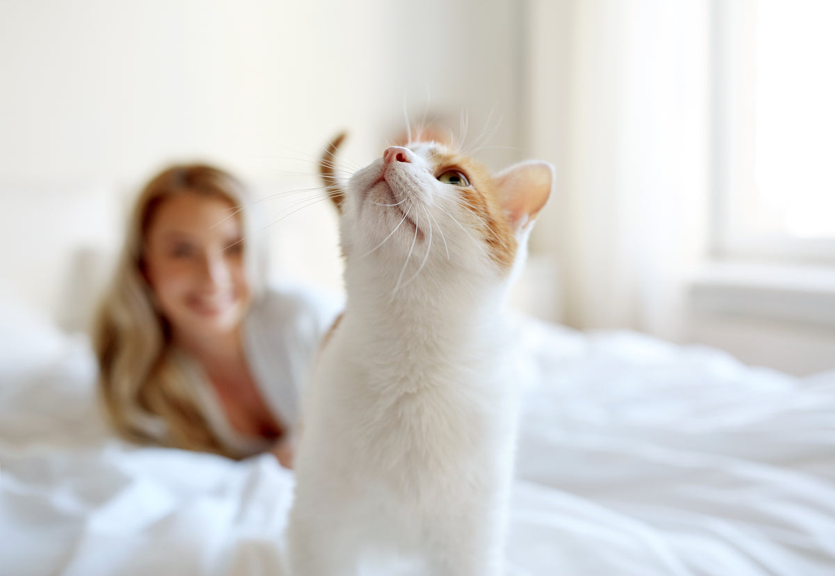 Unsere Kunden fragen: FELIWAY Classic Verdampfer oder Spray?