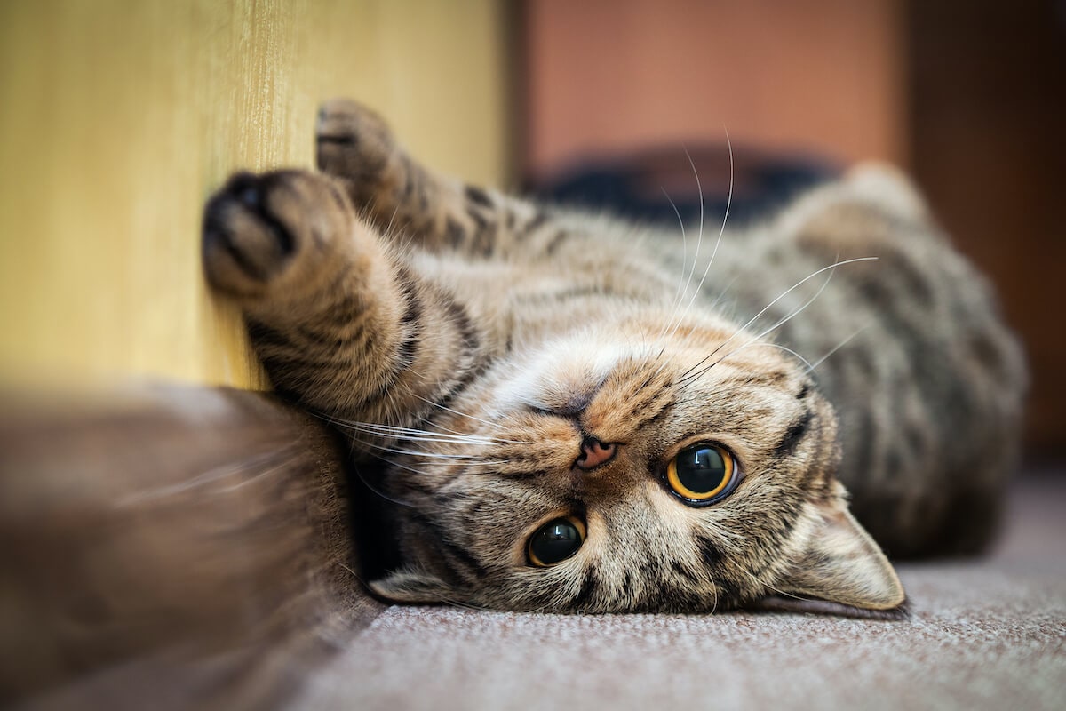 Kennst du den Charakter deiner Katze?