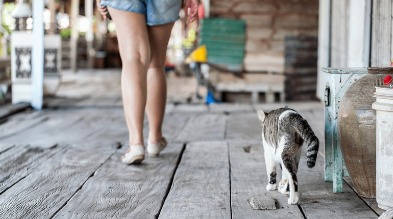 Warum folgt mir meine Katze überall hin? Aus der Sicht der Katze
