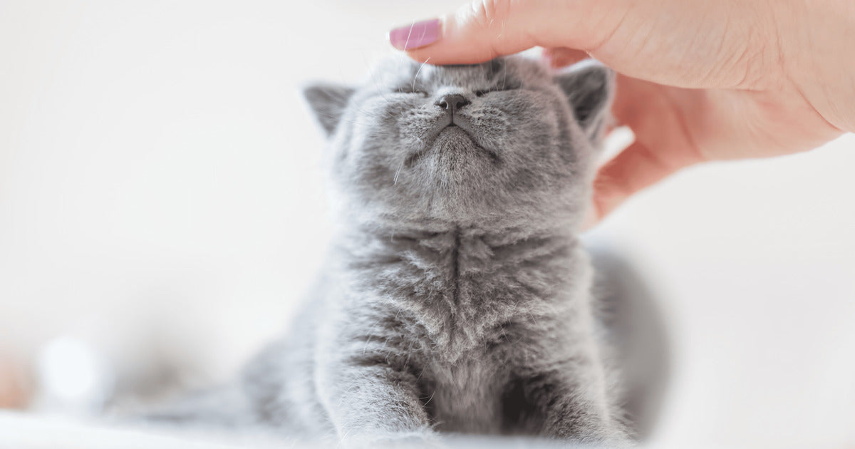 Wie kann ich meinem neuen Kitten helfen, sich einzugewöhnen?