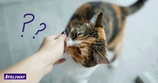 5 Tipps, um deine Katze an einen neuen Partner zu gewöhnen