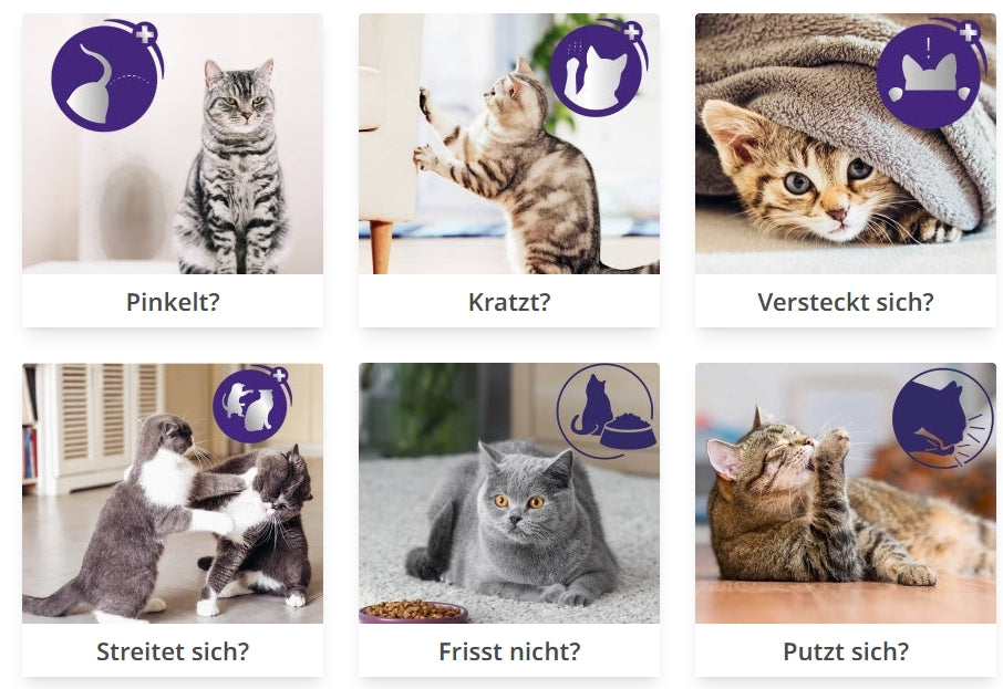 Anzeichen unglckliche Katze. Stress bei Katzen erkennen | FELIWAY