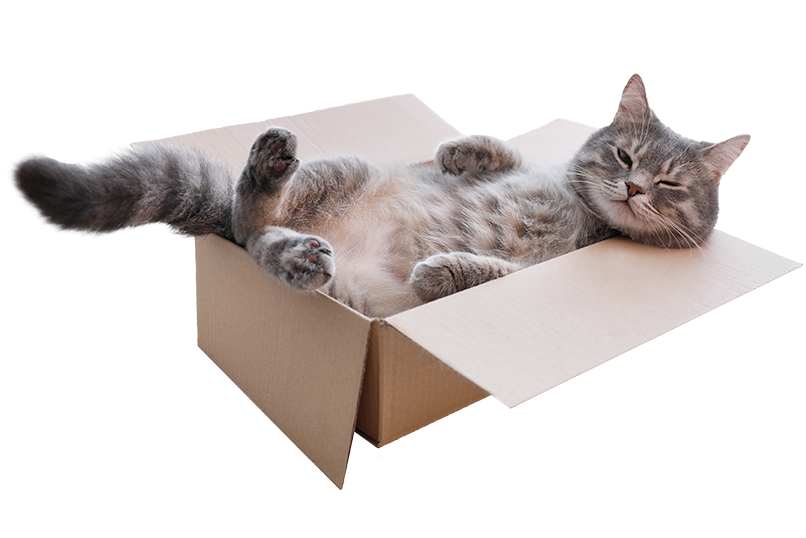 Cat_banner_transparent