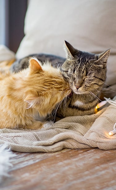 2 Katzen kuscheln