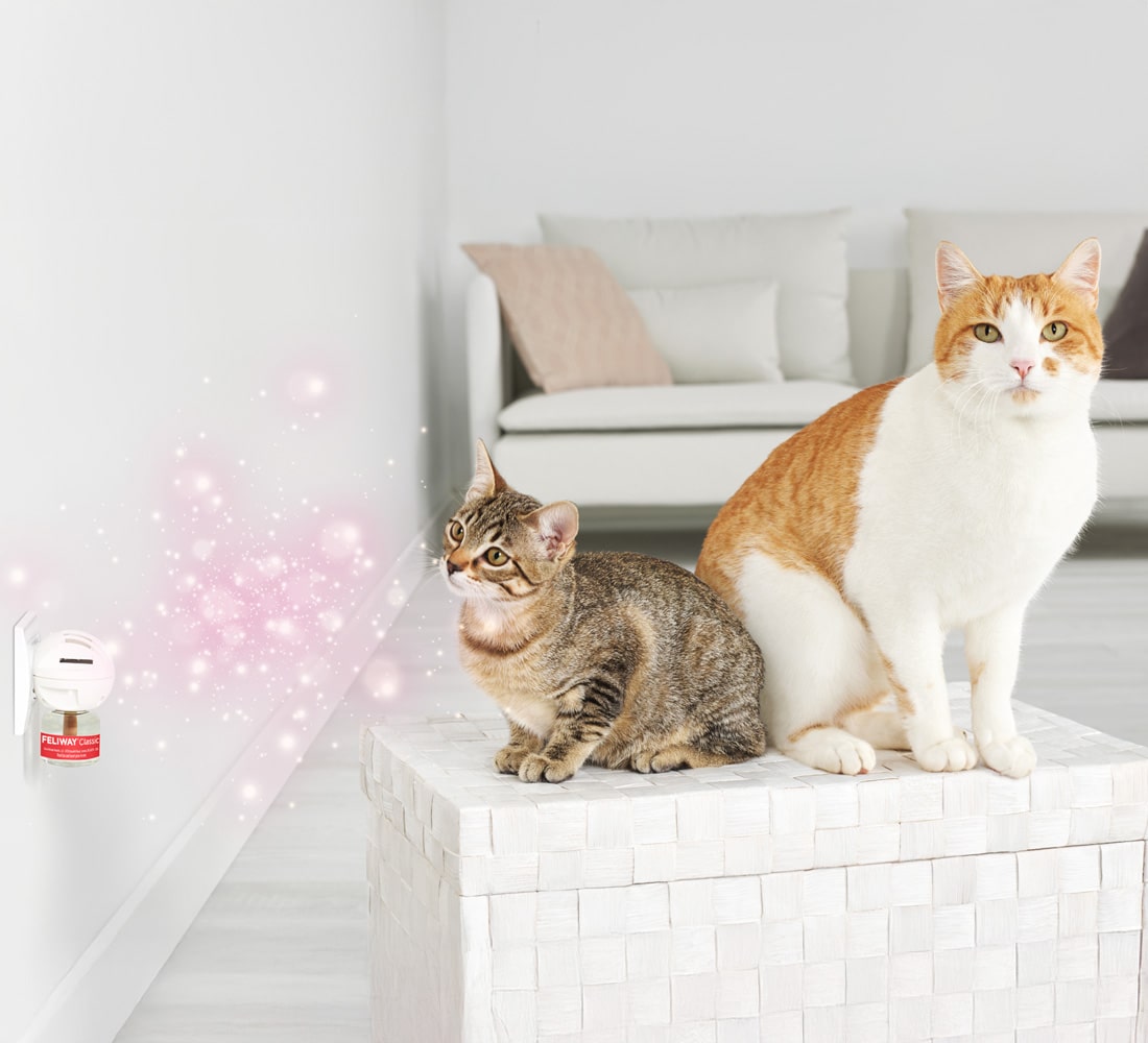 Feliway Friends 2 Katzen vor Verdampfer