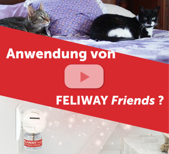 Feliway Friends Video Vorschau