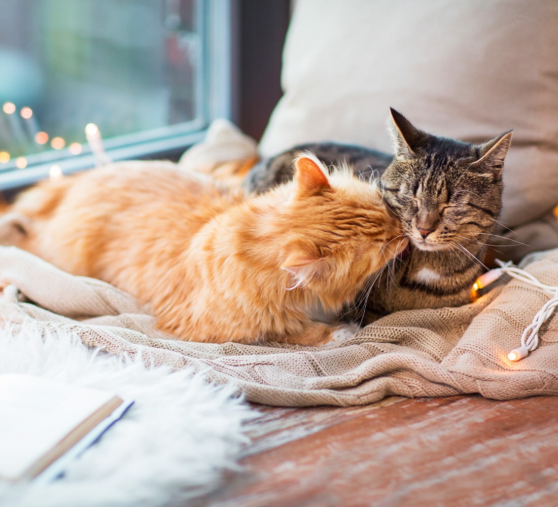 Feliway Friends 2 Katzen kuscheln