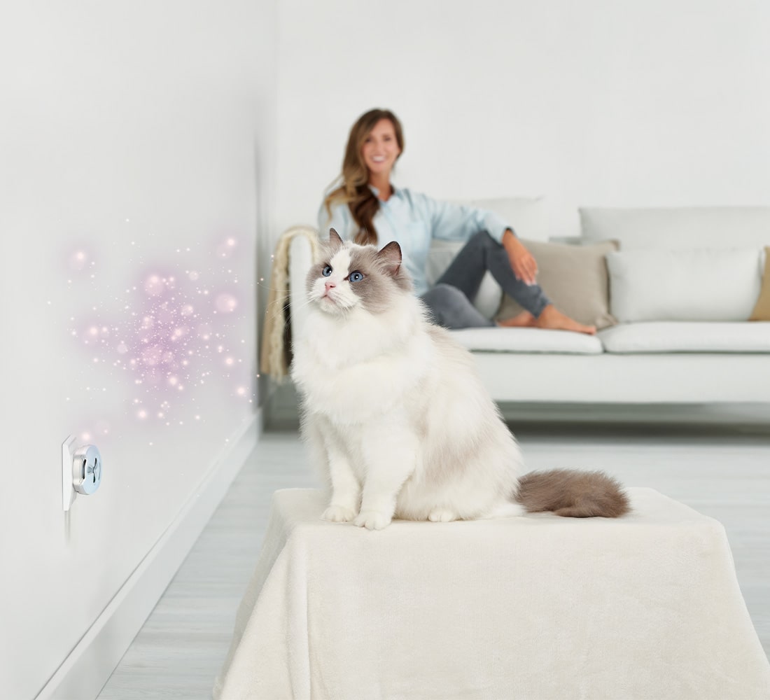 Feliway Help Katze mit Frau auch Couch