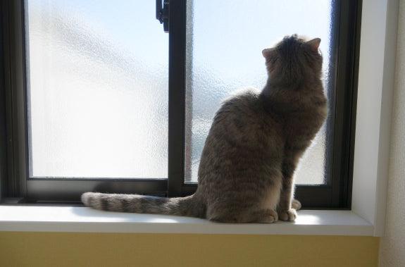 Katze sitzt auf Fensterbank