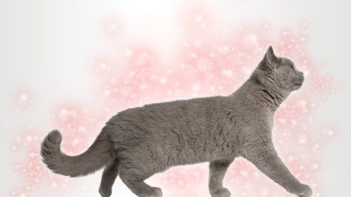 FELIWAY Friends - Pheromon der Katzenmutter