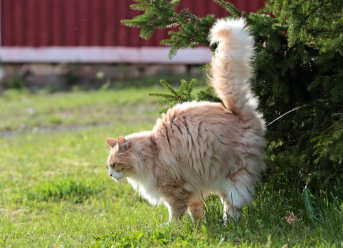 Katze pinkelt an Baum