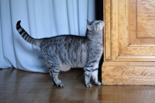 Katze streichelt mit Kopf über Möbel