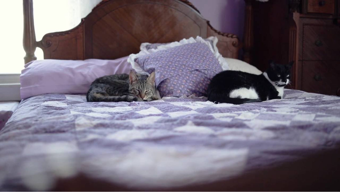Katzen auf dem Bett