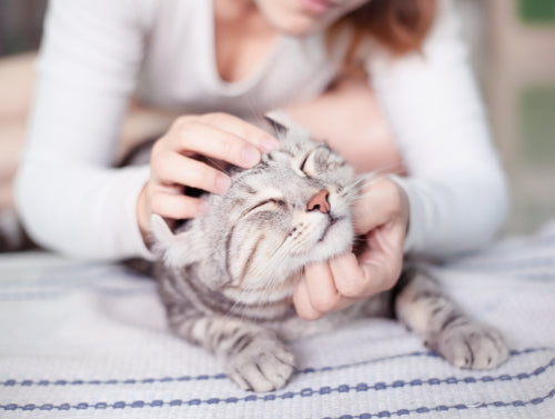 Katze wird am Kopf gestreichelt