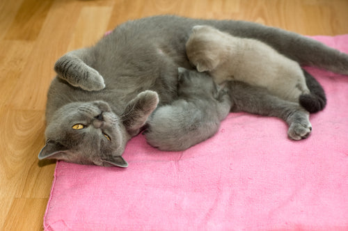 Katze liegt mit Rücken auf Kissen