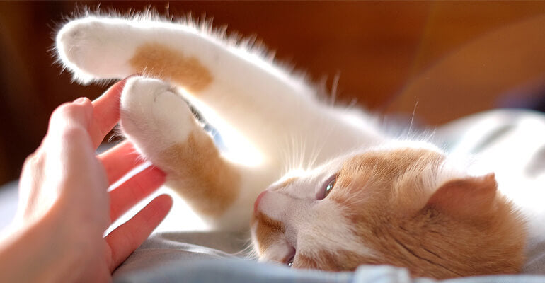 Katzenpfoten: Stoßdämpfer mit Niedlichkeitsfaktor und scharfen Krallen