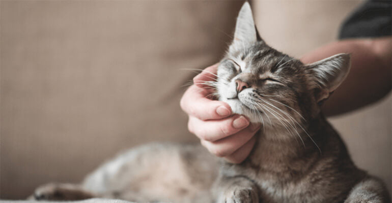 Geheime Botschaften in der Katzensprache: Pheromone der Katzen & Co