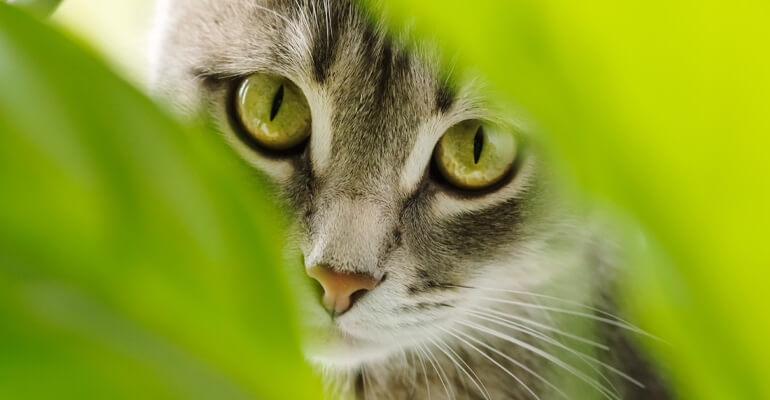 14 Katzenfreundliche Zimmerpflanzen für eure Wohnung