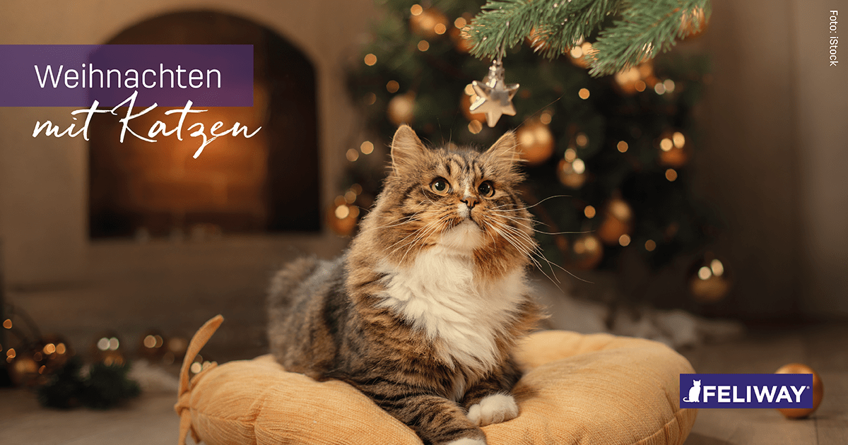 Katze & Weihnachtsbaum: So wird der Weihnachtsbaum katzensicher
