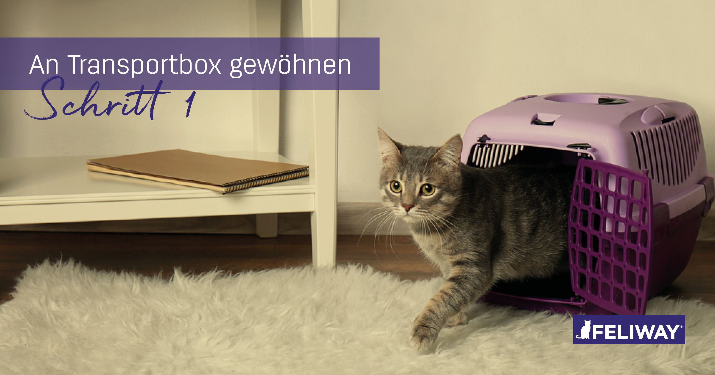 Entspannter Transport von Katzen - Die Box als vertrauter Ort (Teil 1)