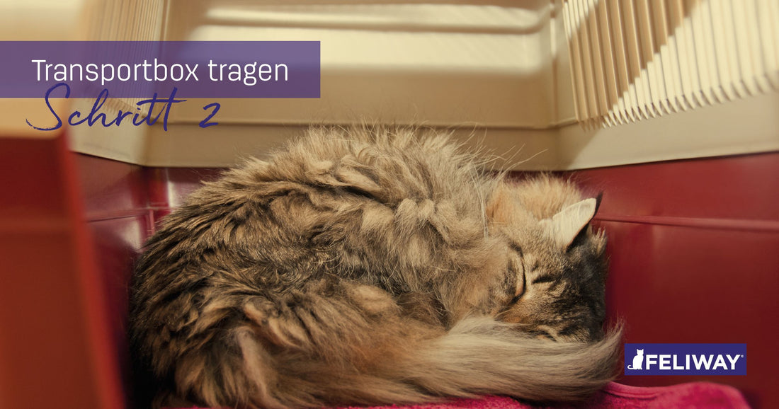 Entspannter Transport von Katzen - Lernen, getragen zu werden (Teil 2)