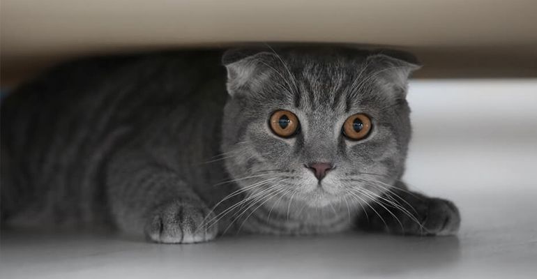 Stress bei Katzen: Was macht Katzen unglücklich?