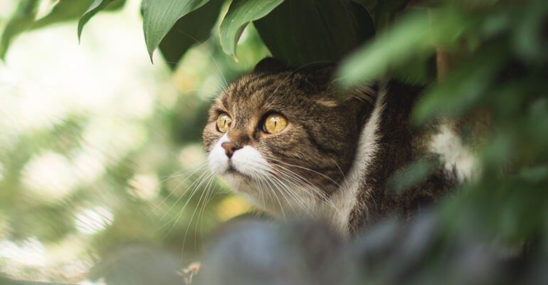 Katze ENTLAUFEN– Profitipps der Tiersucher