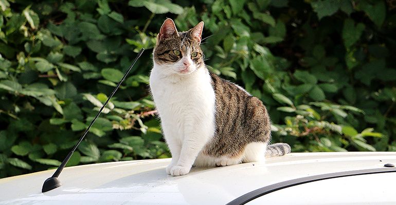 Katze zugelaufen - Was tun?