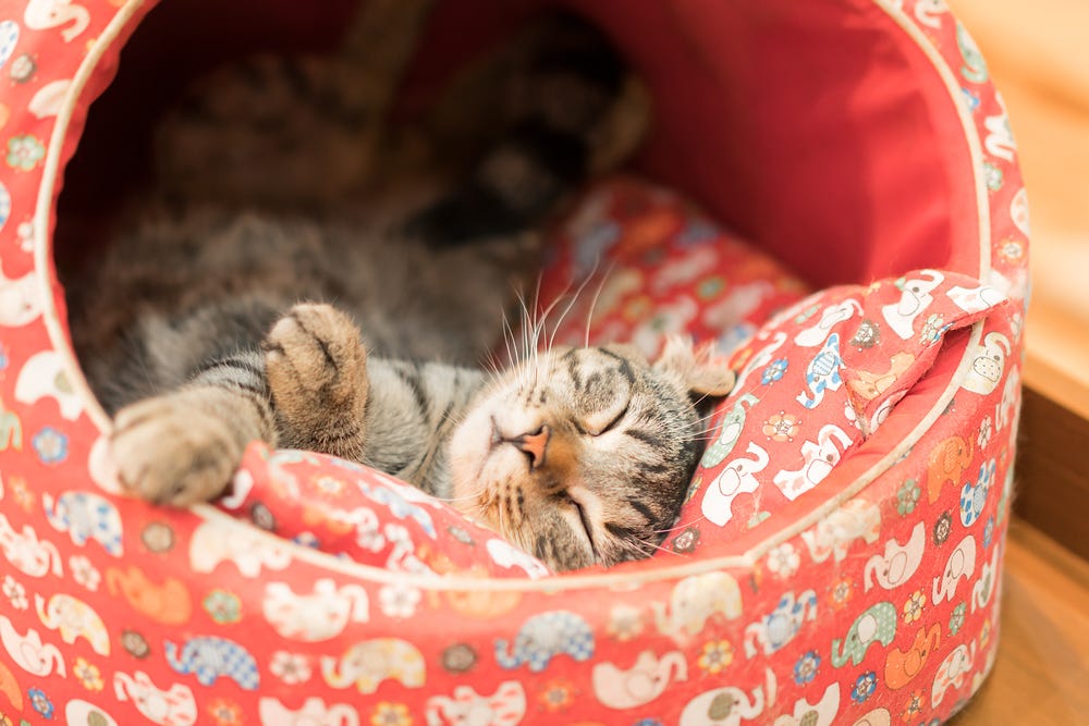 Katzenzubehör zum Glücklichsein: Was braucht deine Katze wirklich?