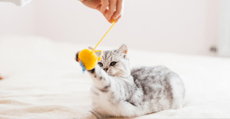 Mit deiner Katze spielen | 5 Lustige Ideen