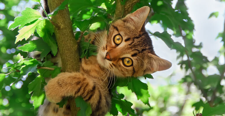 Aus der Sicht einer Katze: Warum Klettern sie so gern auf Bäume?