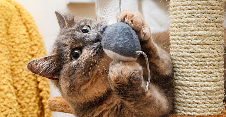 Katzen beschäftigen - keine Langeweile für Stubentiger