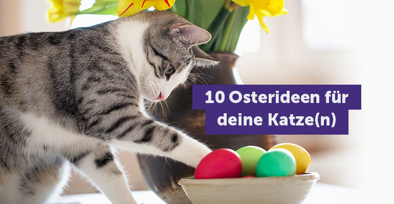 Frohe Ostern, meine Katze - 10 Ideen für schöne und sichere Ostertage