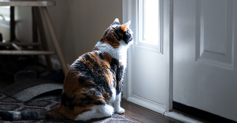 Katze alleine lassen: Wie lange geht das problemlos?