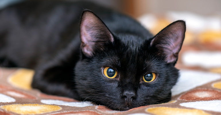 Schwarze Katze: Schönheit und Aberglaube
