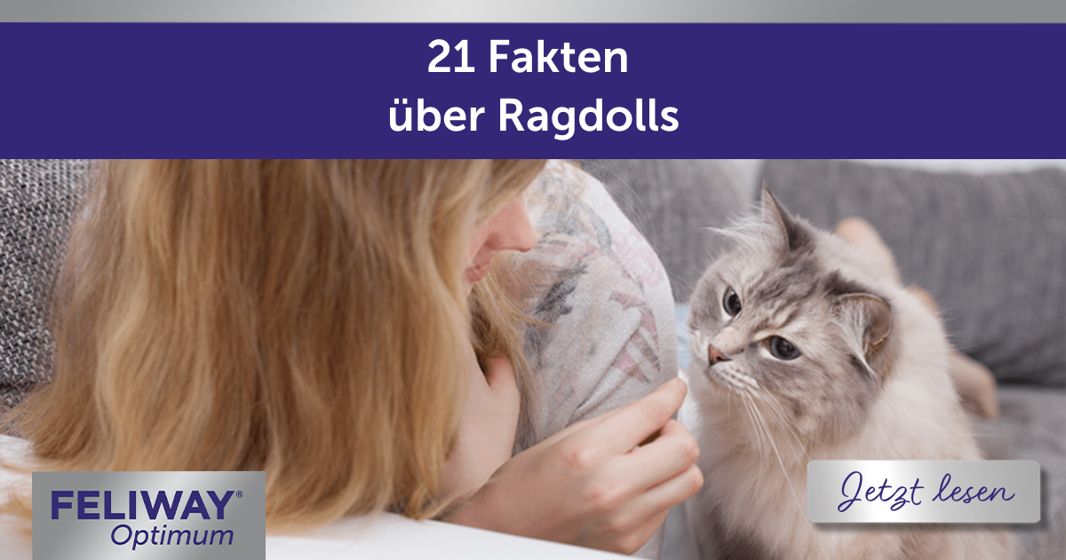 21 Fakten über Ragdolls!