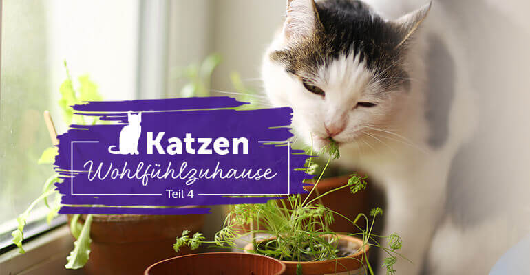Mit Katzengras und Katzenminze zur Indoor-Oase | FELIWAY Wohnraumtipps