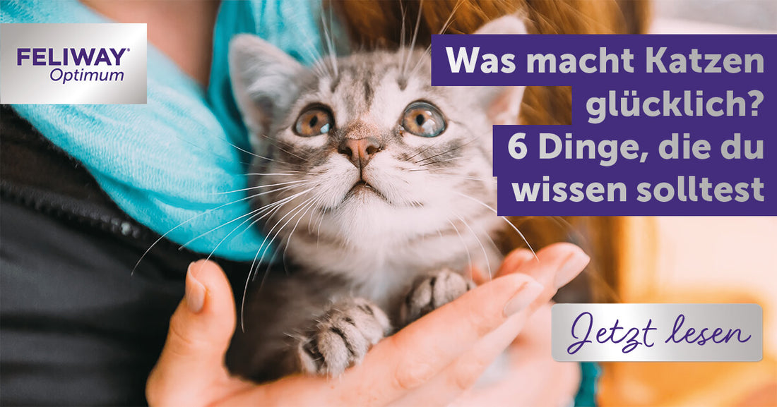 Was macht Katzen glücklich? 6 Dinge, die du wissen solltest!