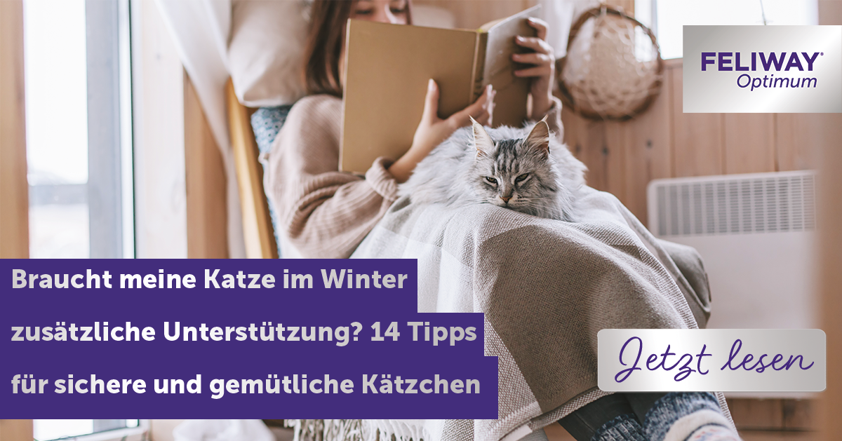 Zusätzliche Unterstützung im Winter? Was Katzen brauchen