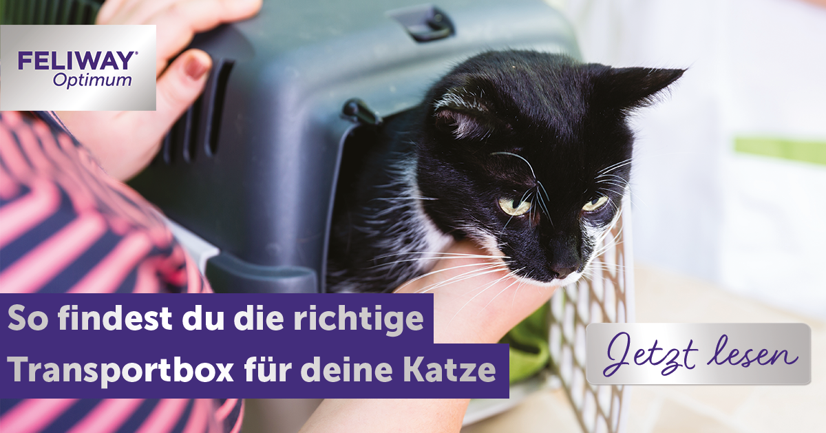 So findest du die richtige Transportbox für deine Katze