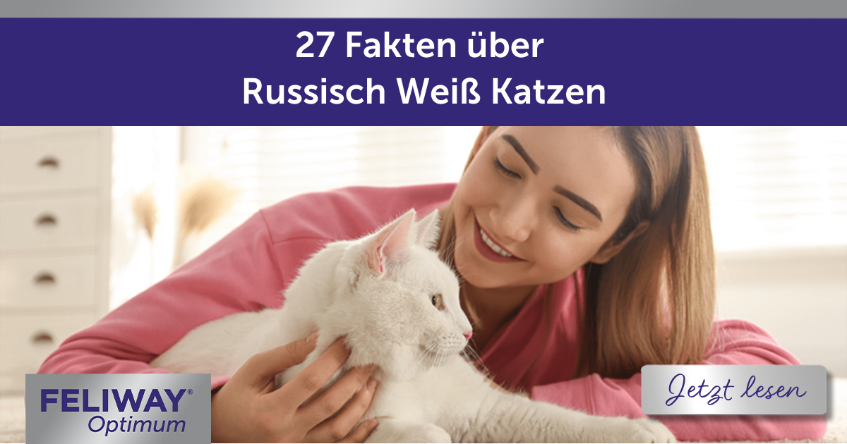27 Fakten über Russisch Weiße Katzen