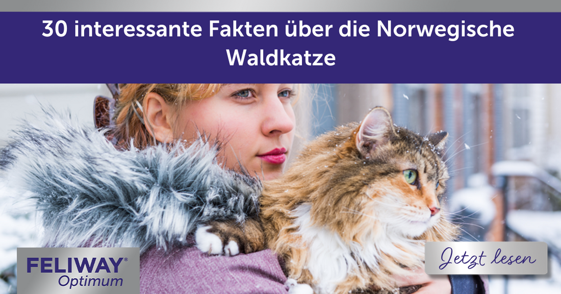 30 interessante Fakten über die Norwegische Waldkatze