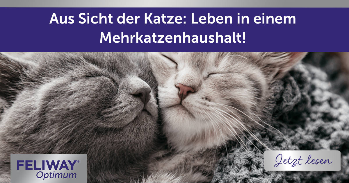 Aus Sicht der Katze: Leben in einem Mehrkatzenhaushalt!