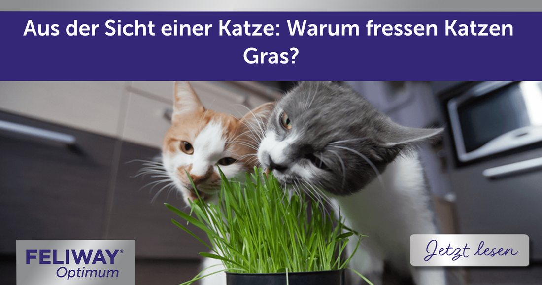 Aus der Sicht einer Katze: Warum fressen Katzen Gras?