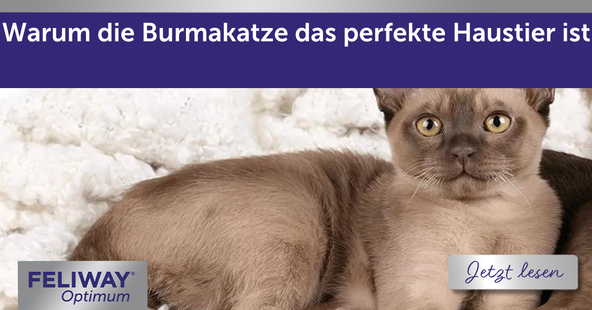 Warum die Burmakatze das perfekte Haustier ist