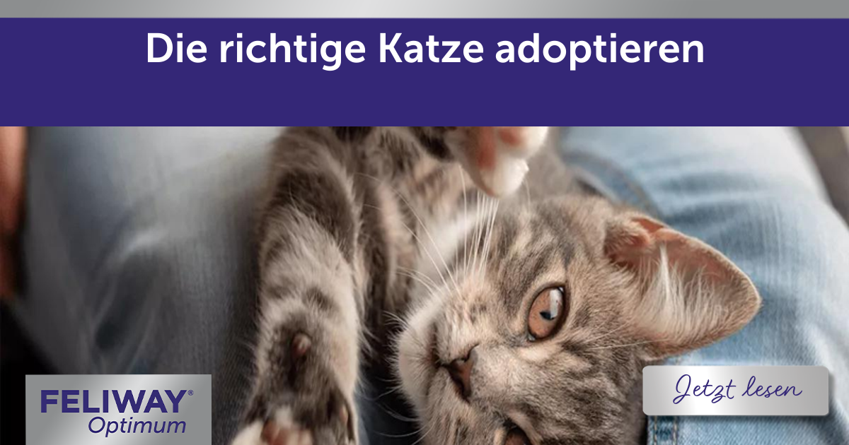 Die richtige Katze adoptieren