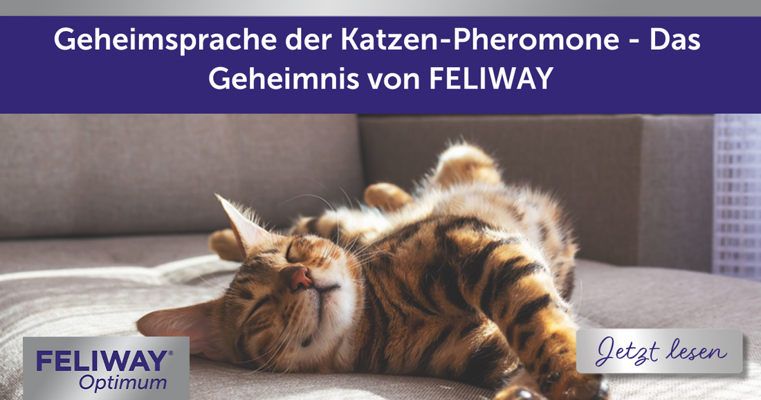 Geheimsprache der Katzen-Pheromone - Das Geheimnis von FELIWAY
