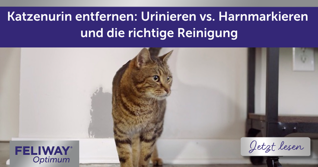 Katzenurin entfernen: Urinieren vs. Harnmarkieren und die richtige Reinigung